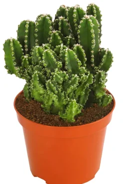 Felsenkaktus - Cereus repandus/Cereus peruvianus