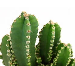 Felsenkaktus - Cereus repandus/Cereus peruvianus