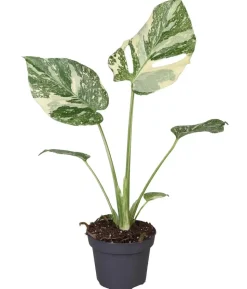 Fensterblatt - Monstera 'Creme Brulée'