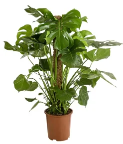 Fensterblatt - Monstera deliciosa am Moosstab