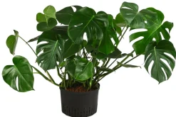 Fensterblatt - Monstera deliciosa, Hydrokultur