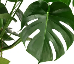 Fensterblatt - Monstera deliciosa, Hydrokultur