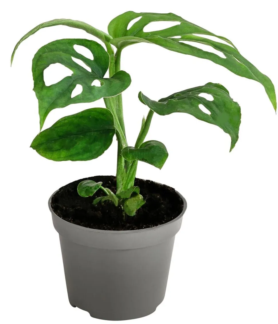 Fensterblatt - Monstera adansonii