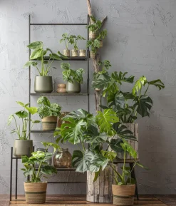 Fensterblatt - Monstera adansonii