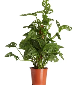 Fensterblatt - Monstera adansonii