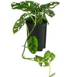 Fensterblatt - Monstera adansonii, Hydrokultur