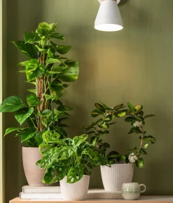 Fensterblatt - Monstera adansonii