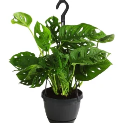 Fensterblatt - Monstera adansonii