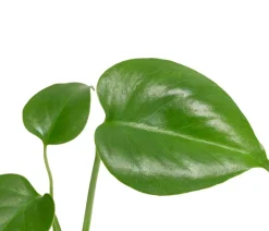 Fensterblatt - Monstera deliciosa