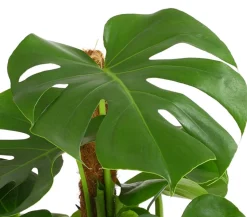 Fensterblatt - Monstera deliciosa am Moosstab
