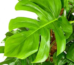 Fensterblatt - Monstera deliciosa am Moosstab