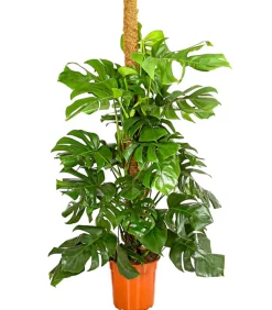 Fensterblatt - Monstera deliciosa am Moosstab