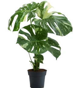 Fensterblatt - Monstera deliciosa 'Thai Constellation', panaschiert
