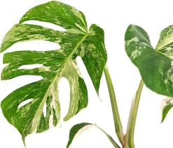 Fensterblatt - Monstera deliciosa 'Variegata', panaschiert