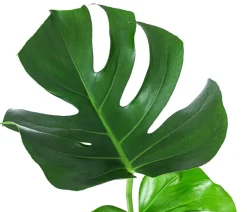 Fensterblatt - Monstera deliciosa, Hydrokultur