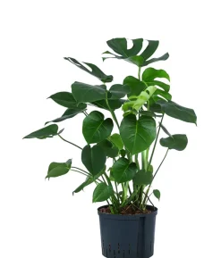 Fensterblatt - Monstera deliciosa, Hydrokultur