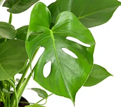 Fensterblatt - Monstera deliciosa