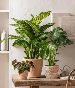 Fensterblatt - Monstera deliciosa