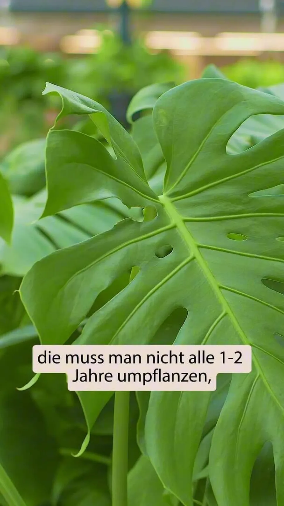 Fensterblatt - Monstera deliciosa