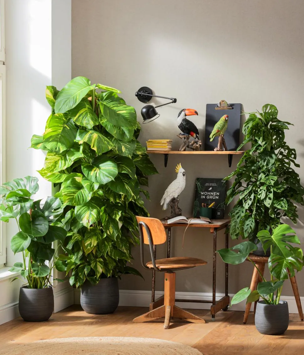 Fensterblatt - Monstera deliciosa