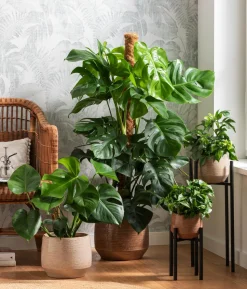 Fensterblatt - Monstera deliciosa am Moosstab