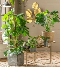 Fensterblatt - Monstera deliciosa am Moosstab