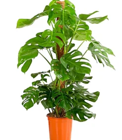 Fensterblatt - Monstera deliciosa am Moosstab