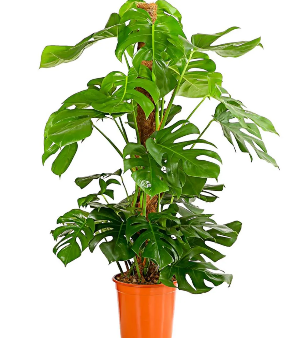 Fensterblatt - Monstera deliciosa am Moosstab