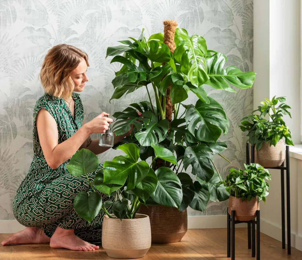 Fensterblatt - Monstera deliciosa am Moosstab