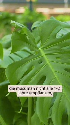 Fensterblatt - Monstera deliciosa am Moosstab