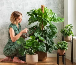 Fensterblatt - Monstera deliciosa am Moosstab