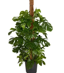 Fensterblatt - Monstera deliciosa am Moosstab