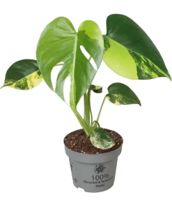 Fensterblatt - Monstera deliciosa 'Aurea' variegata
