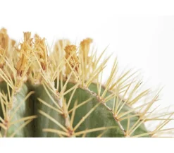 Ferokaktus - Ferocactus glaucescens