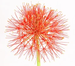 Feuerball-Lilie - Blutblume