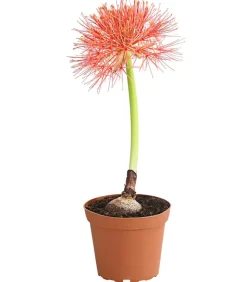 Feuerball-Lilie - Blutblume
