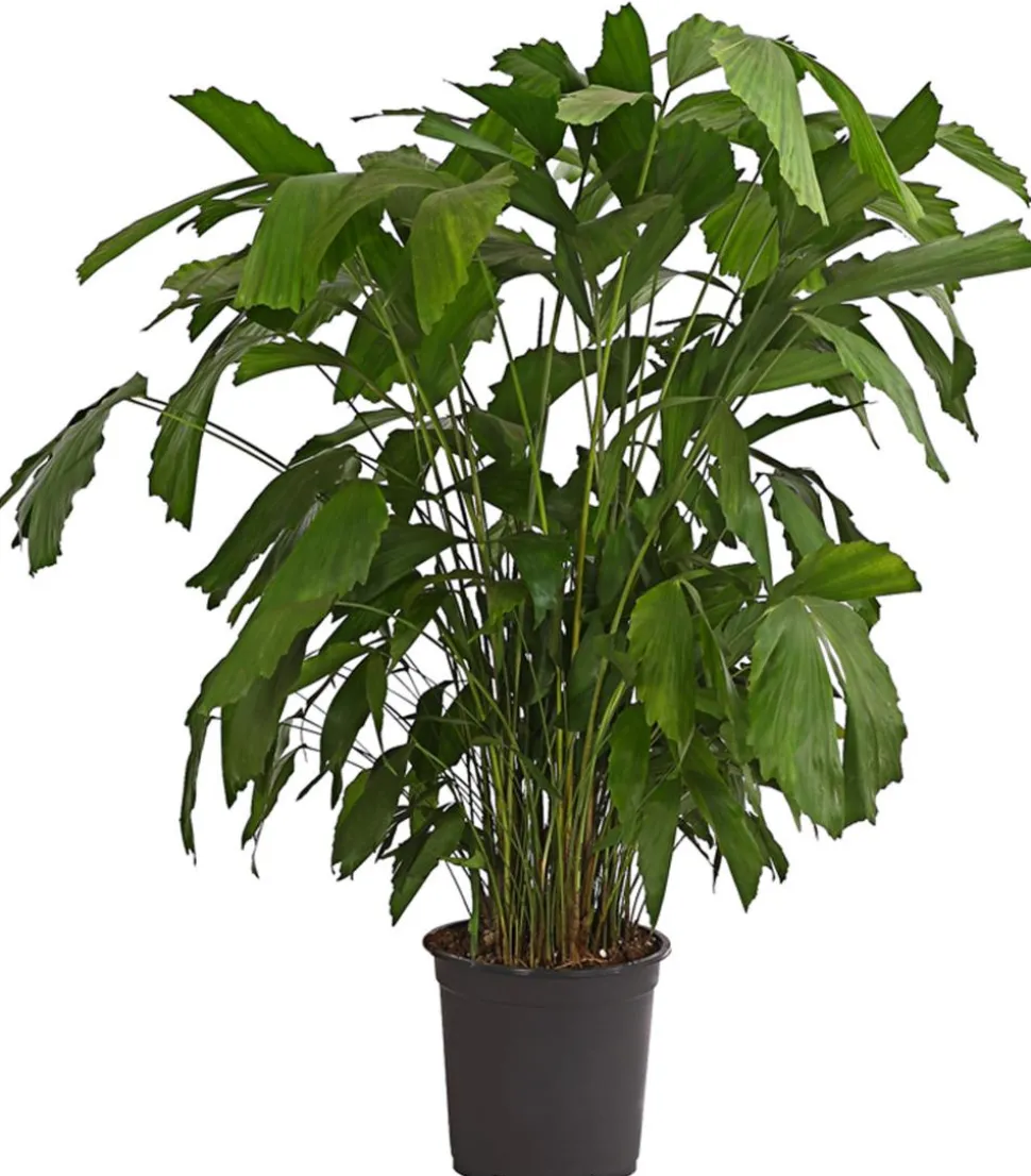 Fischschwanzpalme - Caryota mitis
