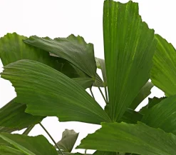 Fischschwanzpalme - Caryota mitis