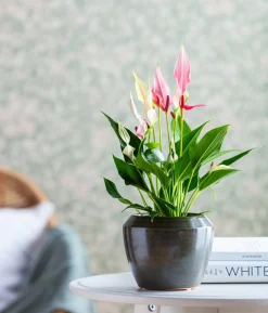 Flamingoblume - Anthurium andreanum 'Lilli'