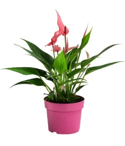 Flamingoblume - Anthurium andreanum 'Lilli'