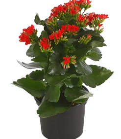 Flammendes Käthchen - Kalanchoe blossfeldiana