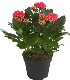 Flammendes Käthchen - Kalanchoe blossfeldiana, gefüllt