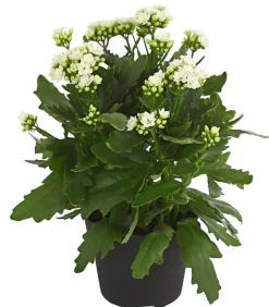 Flammendes Käthchen - Kalanchoe blossfeldiana, gefüllt