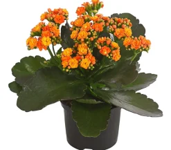 Flammendes Käthchen - Kalanchoe blossfeldiana