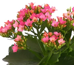 Flammendes Käthchen - Kalanchoe blossfeldiana