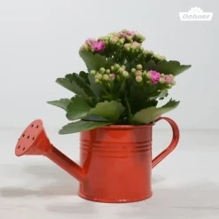 Flammendes Käthchen - Kalanchoe blossfeldiana
