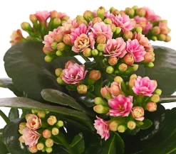 Flammendes Käthchen - Kalanchoe blossfeldiana