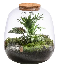 Flaschengarten DIY-Set Mini-Urwald, 8-teilig