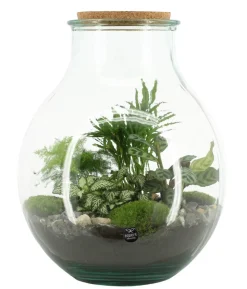 Flaschengarten DIY-Set Tropisches Paradies, 9-teilig, ca. Ø40/H29 cm