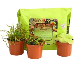 Fleischfressende Pflanzen - Karnivoren Starter-Set
